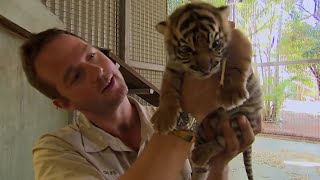 What Happens When Tigers Meet Humans  BBC Earth [upl. by Allard]