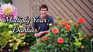 Grow Dahlias From CUTTINGS Easy Propagation Method 🌺 [upl. by Aldridge597]