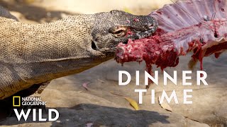 Feeding a Komodo Dragon  Secrets of the Zoo Down Under [upl. by Fabien]