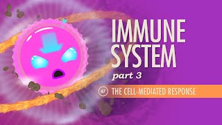 Immune System Part 3 Crash Course Anatomy amp Physiology 47 [upl. by Lebana]