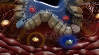 Immunology of the Lung [upl. by Reinhard]