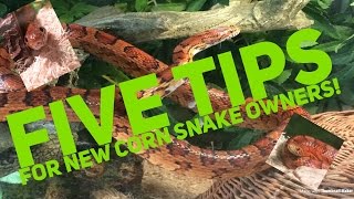 5 Tips For New Corn Snake Owners [upl. by Aihtibat]