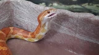 Corn Snake Swallows Mouse Alive [upl. by Yttik]