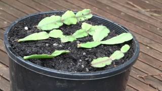 How to Propagate Christmas Cactus Cuttings Epiphyllum or Zygocactus [upl. by Urana401]