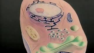 Nucleus Cytoplasm Membrane [upl. by Esojnauj]