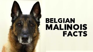 Belgian Malinois Everything You Need to Know [upl. by Oona]