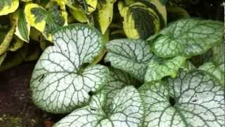 Brunnera Mr Morse and Looking Glass [upl. by Burnie192]