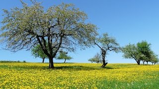 Nature Sounds Sunny Day Birdsong Birds singing [upl. by Pappano]