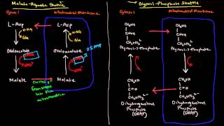 Shuttle Mechanisms MalateAspartate and GlycerolPhosphate [upl. by Homans492]