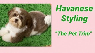 Havanese Pet Trim [upl. by Root]