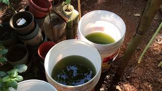 How to grow Green Water Algae [upl. by Tresa]