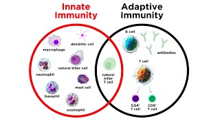 Introduction to Innate Immunity [upl. by Hayes]