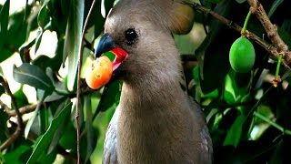 Bird Life of Africa Vögel Afrikas [upl. by Ahmad]