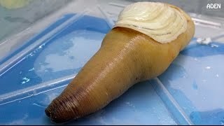 Geoduck Sashimi  Street Food in Japan [upl. by Ditter]