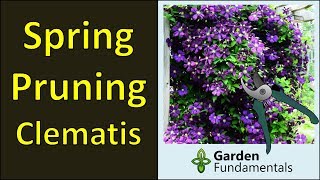 Pruning Clematis in Spring for Maximum Flowers [upl. by Latin]