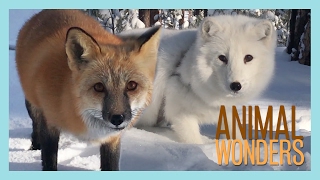 Arctic Fox Red Fox [upl. by Adamina]