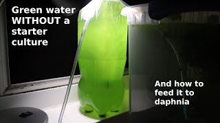 Green Water WITHOUT a Starter Culture  From Scratch  How To [upl. by Thrift975]