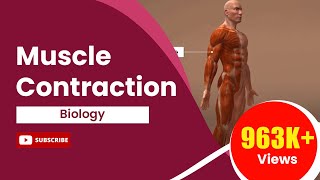 Muscle Contraction [upl. by Libove]