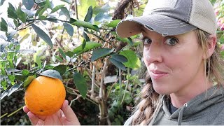 I Learned How to Grow ORANGES in the SNOW from a 89Year Old Man [upl. by Hsiekal]