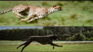 Cheetah vs Greyhound Speed Test  BBC Earth [upl. by Any]