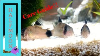 How to Care for Corydora Catfish [upl. by Erlene]