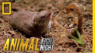 Psycho Shrew vs Scorpion  Animal Fight Night [upl. by Wye223]