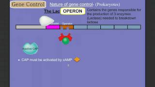 Gene Control Part 2 Prokaryotes The Operon [upl. by Aihsiyt]