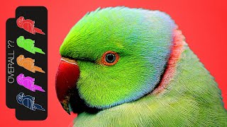 Indian Ringneck Parakeet The Best Pet Parrot [upl. by Burtis843]