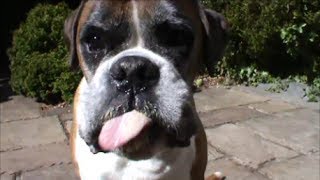 ASMR  boxer dogs eating slurping licking and drinking [upl. by Una]