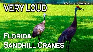 Sandhill Crane  Calling Sounds [upl. by Aynod690]