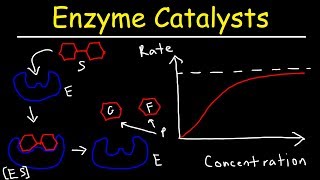 Enzymes  Catalysts [upl. by Suraved]