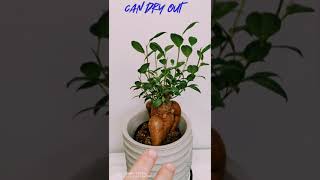 Ficus Ginseng care [upl. by Kirbie]