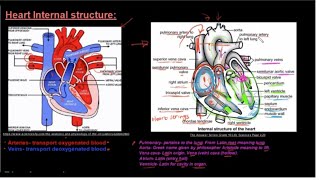 Grade 10 Life Sciences Human Transport System Part 3 Heart Internal Structure [upl. by Annodas273]