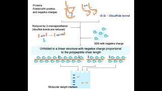 2DE Sodium Dodecyl Sulfate PolyAcrylamide Gel Electrophoresis SDSPAGE [upl. by Oira]