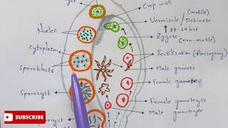 Plasmodium vivax in mosquito phase  Detailed  NEET  Bio science [upl. by Lezirg980]