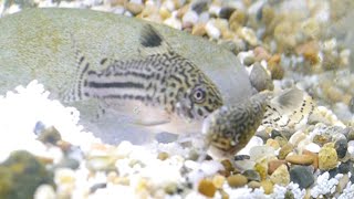 How I Bred Corydoras At Home Trilineatus  False Julii [upl. by Tolmach]