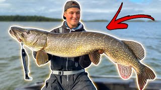 EDVIN CATCHES HIS BIGGEST PIKE THIS YEAR  Fishing Big Fish in Huge Bodies of Water  Team Galant [upl. by Moor]