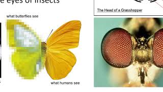 External Insect Morphology [upl. by Aryajay]