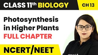 Photosynthesis in Higher Plants  Full Chapter Explanation Class 11 Biology Chapter 13  NCERTNEET [upl. by Nwahsear127]