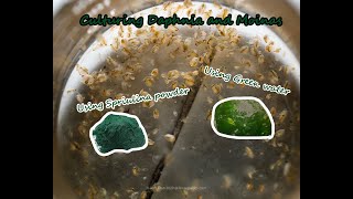 How To Culture Daphnia and Moinas using Green Water Spirulina powder [upl. by Loss]