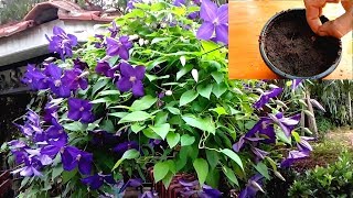 How to grow Clematis from Seeds [upl. by Slyke]