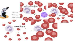 Comprendre les analyses sanguines [upl. by Acire]