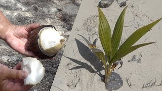 Sprouted Coconut For Beginners [upl. by Eerehs]