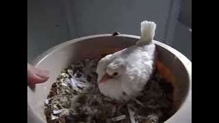 Baby Ringneck Dove [upl. by Goldfarb354]