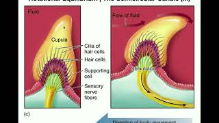 Larynx  Ligaments Membranes Vocal Cords  3D Anatomy Tutorial [upl. by Yerdua]