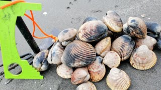 Coastal Foraging How To Find BIG Cockle Clams EASY [upl. by Viehmann287]