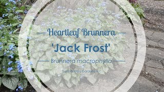 Jack Frost Brunnera  Walters Gardens [upl. by Tillion]