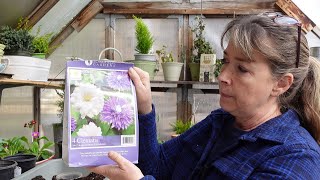 Plant Bare Root Clematis in Pots [upl. by Nevaeh]