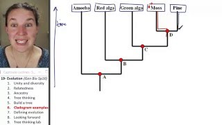 Evolution 6 Cladogram examples [upl. by Cattima]