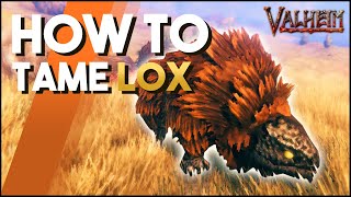 How To Tame Lox In Valheim A Taming Guide For Lox [upl. by Anniram]